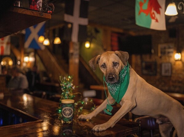 Dining - The Lemon Drop. 💛A Pup’s Dream Vacay!  (Mars Hill)