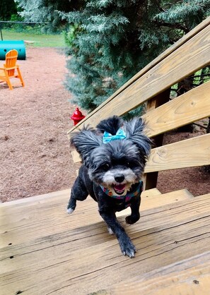 Property grounds - The Lemon Drop. 💛A Pup’s Dream Vacay!  (Mars Hill)