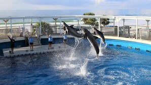 Espectáculo de delfines junto a una piscina con vista al océano.