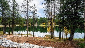 Un entorno tranquilo junto al lago con un camino de piedra que lleva a un muelle, rodeado de altos pinos y una vista despejada del lago.