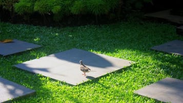 A bird on a square mat in a grassy area with surrounding greenery.
