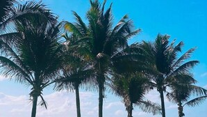 Une plage bordée de palmiers et dotée d’un hamac.
