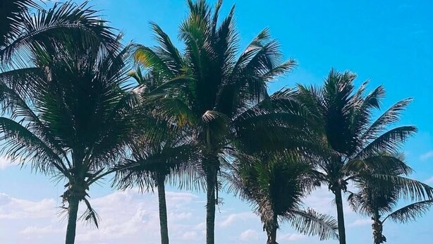 A beach with palm trees and a hammock. - Pousada Cheiro do Mar (Ipojuca)