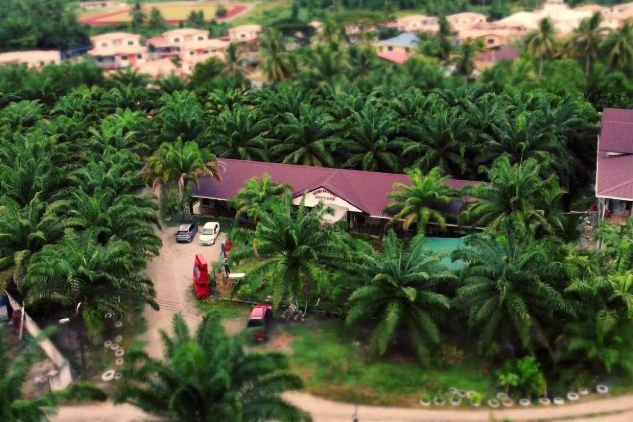 A residential area with a house surrounded by palm trees, a road, and a few vehicles.