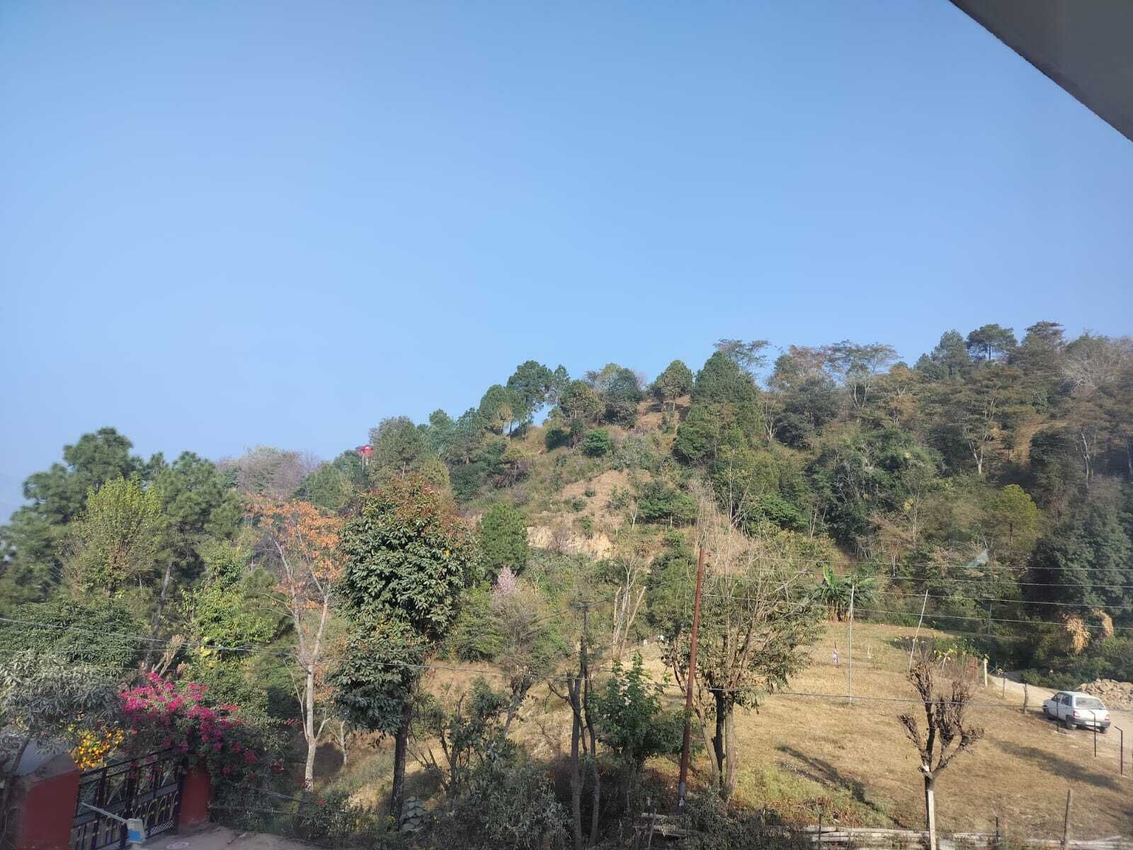 A hillside with a variety of trees and a fence.