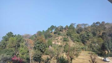 A hillside with a variety of trees and a fence.