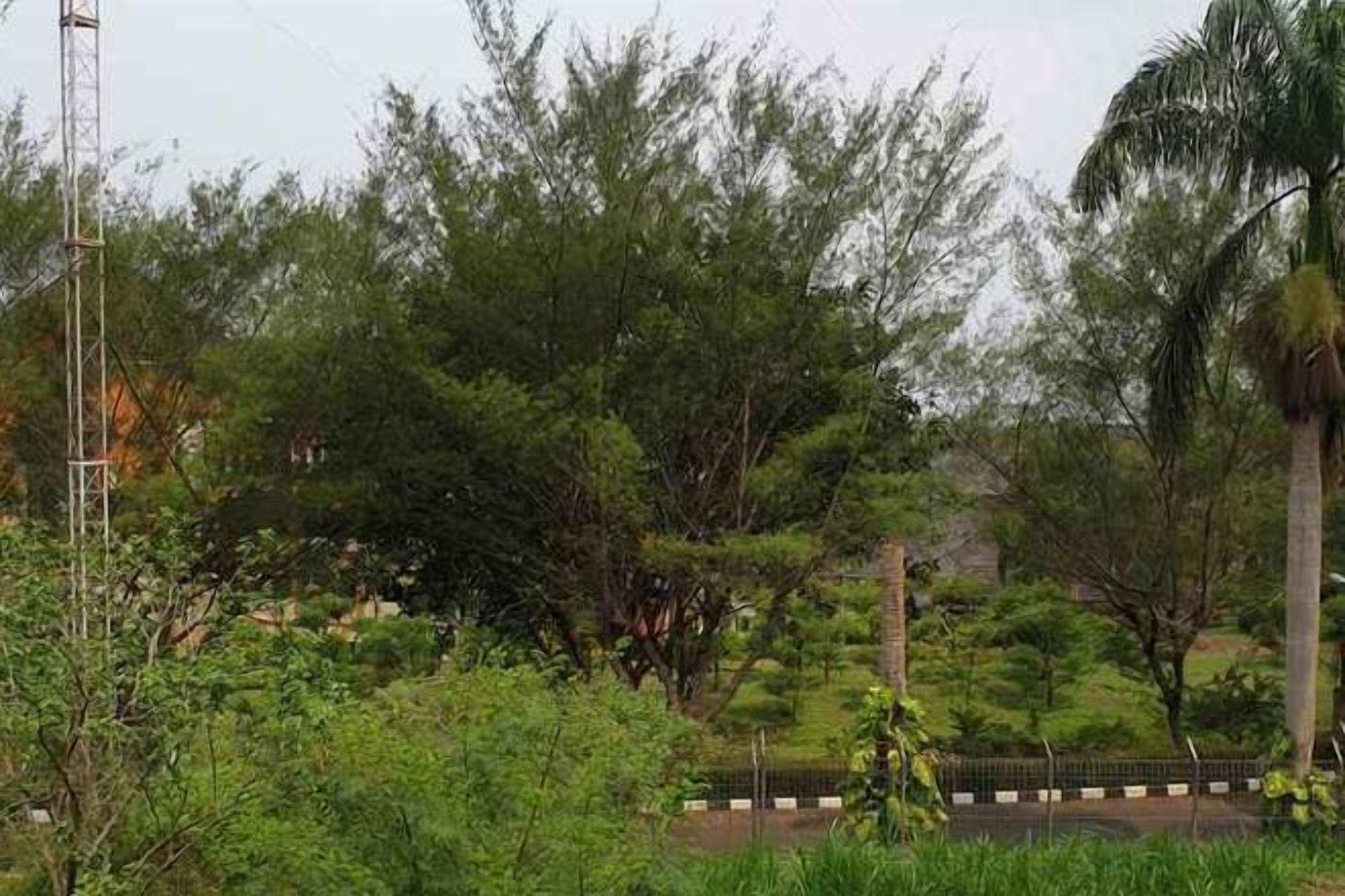 A lush green landscape with trees and a road.