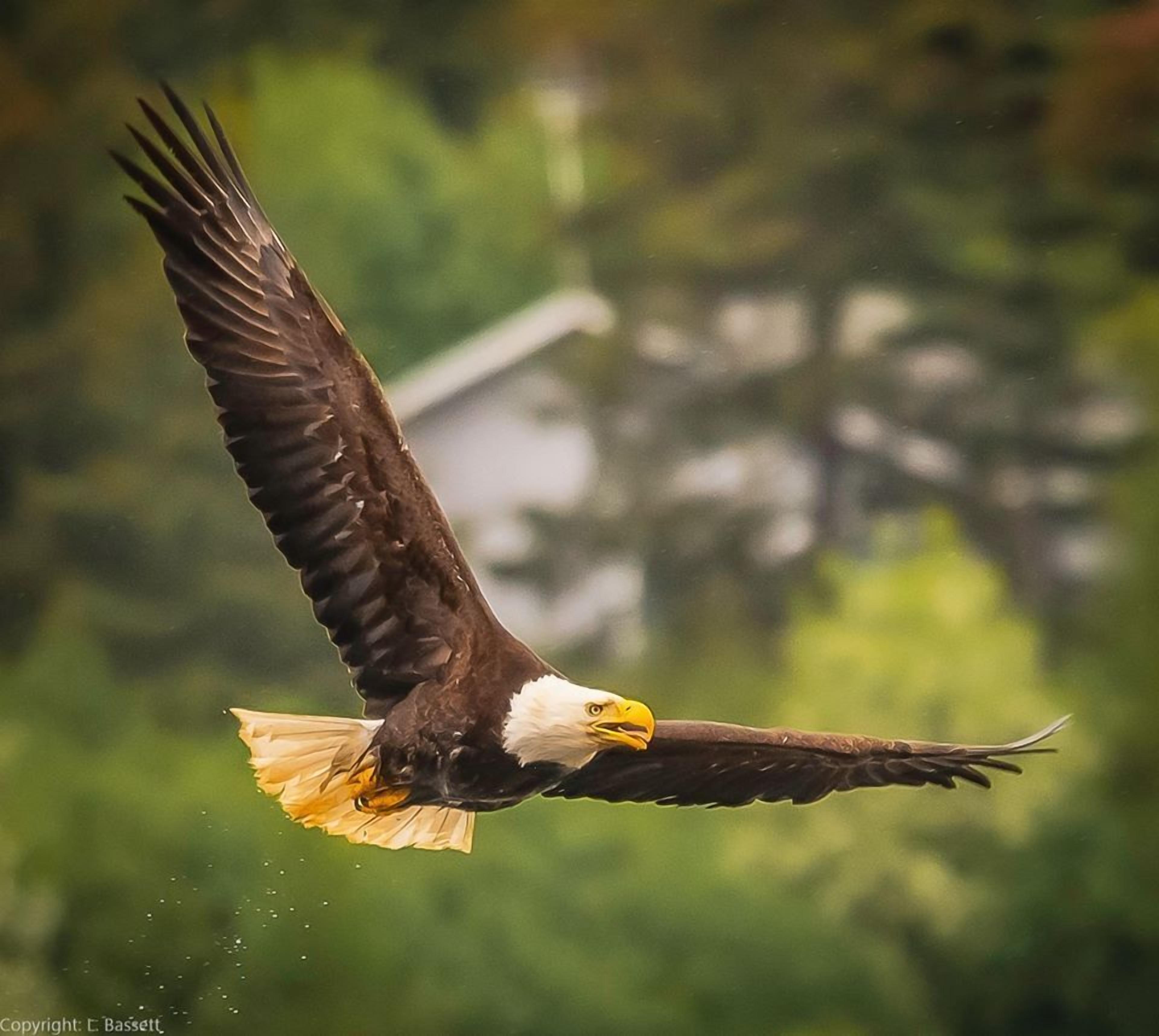 A bald eagle in flight with a blurred background of greenery and a building.