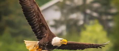 A bald eagle in flight with a blurred background of greenery and a building.