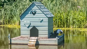 Ein Vogelhaus mit herzförmigem Ausschnitt und einer Rampe, eingebettet in ein Gewässer, umgeben von hohem Gras.