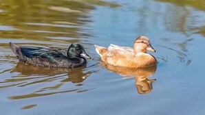 Eine Ente schwimmt in ruhigem Wasser.