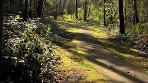 Un sendero en el bosque rodeado de árboles altos y luz del sol filtrándose.