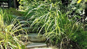 A stone staircase surrounded by lush greenery.