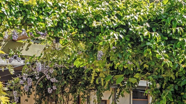 A cozy outdoor seating area with a cushioned bench and a wooden table, surrounded by lush greenery and a climbing vine with purple flowers. - The Bower House | Margaret River (Margaret River)