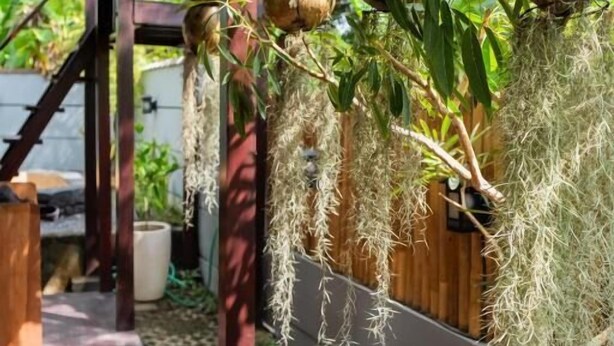 A covered outdoor area with hanging plants and a wooden bench. - Griya De Sachi (Cepaka)