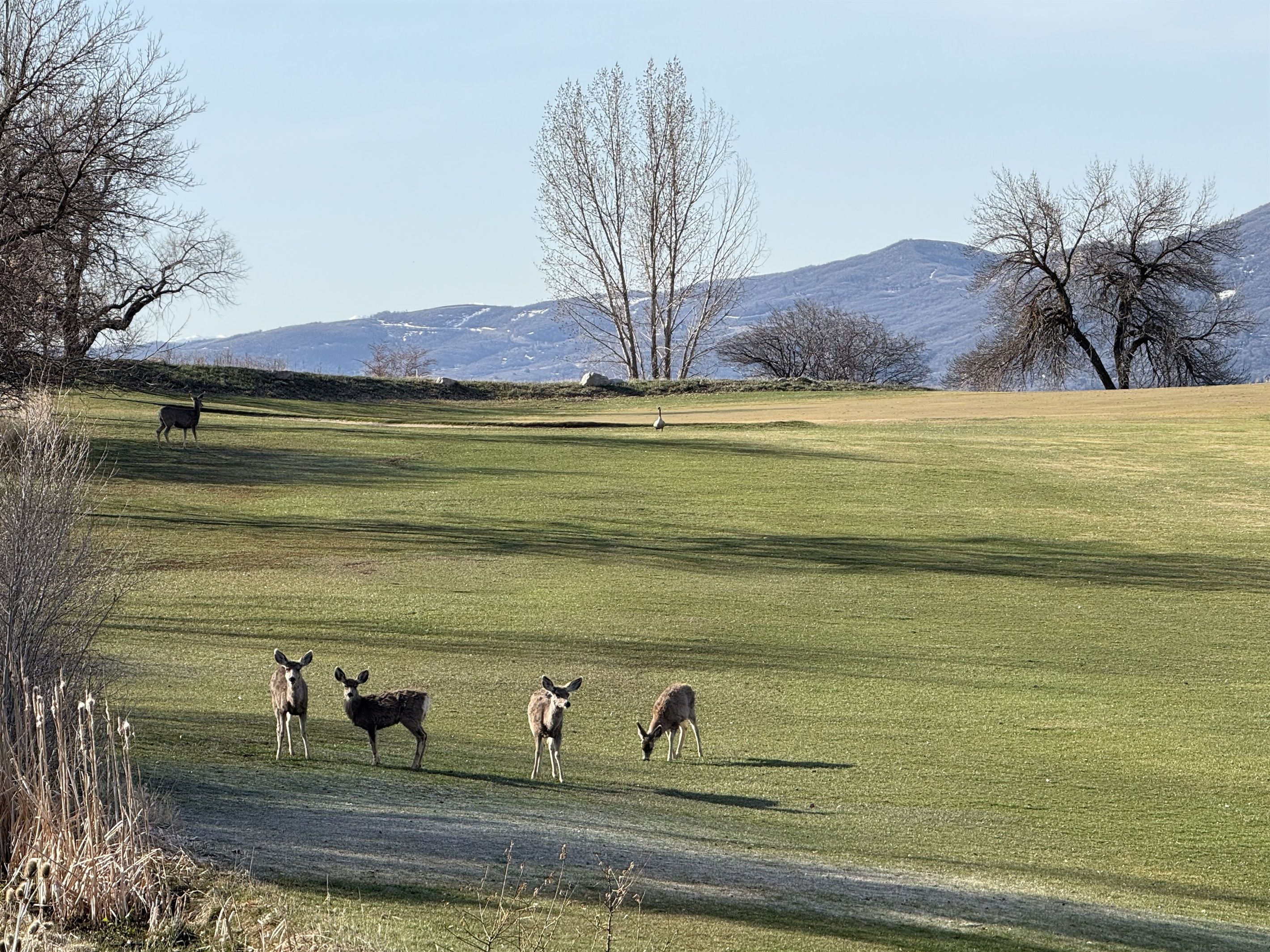 A grassy field with several deer grazing, surrounded by trees and mountains in the background.