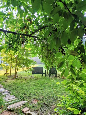 Un parc avec un sentier en bois, deux bancs et un feuillage verdoyant et luxuriant.