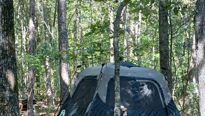 Een Coleman tent opgesteld in een bos, met bomen en boomstammen in de omgeving.