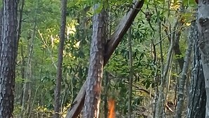 Een kampvuur in een bos, omringd door bomen en rotsen.