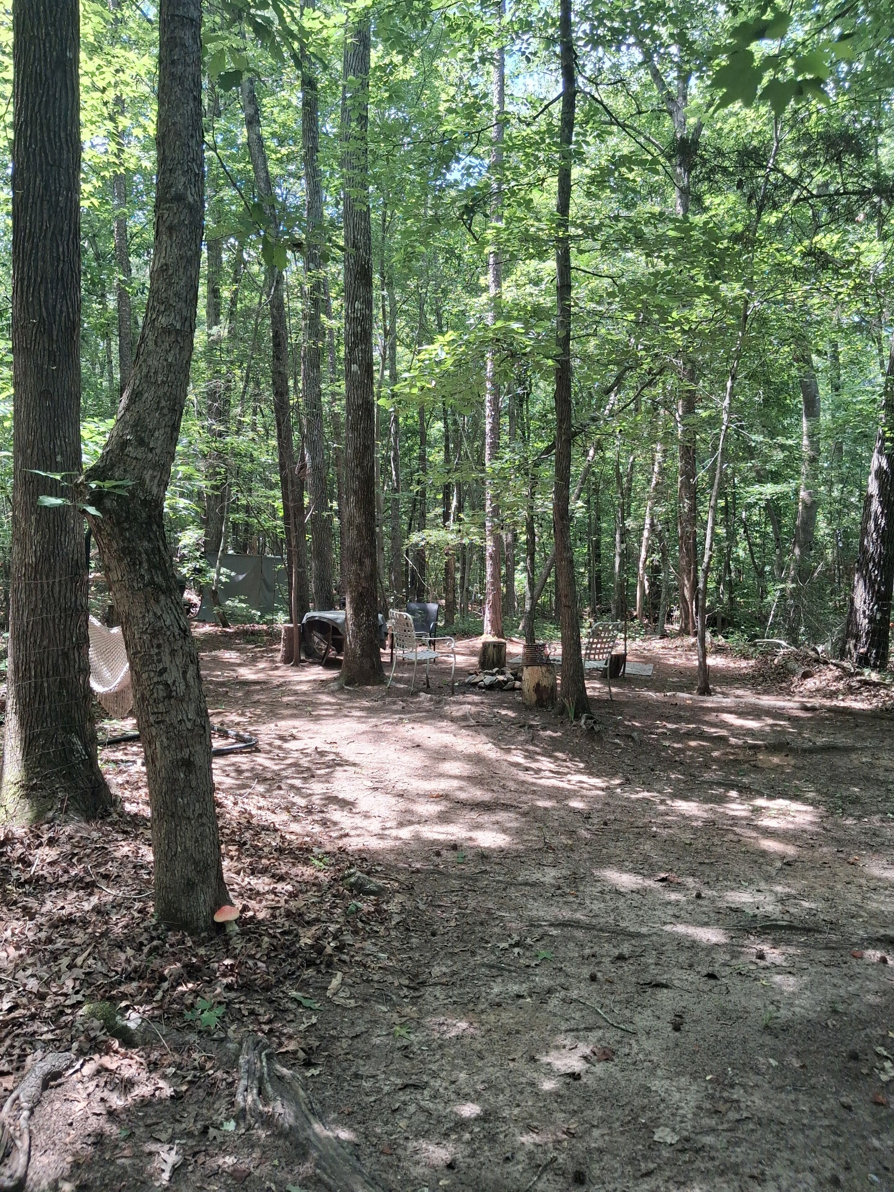 A forested area with trees, a bench, and a covered seating area.