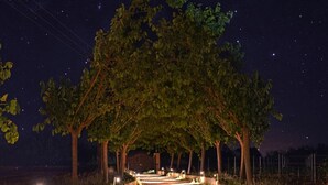 Un sentier bordé d’arbres, sous la canop ée, la nuit, avec un ciel étoilé.