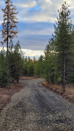 A gravel road flanked by dense coniferous trees, leading into a forested area. - Large RV site with full hookups, surrounded by trees and nature. (Deary)