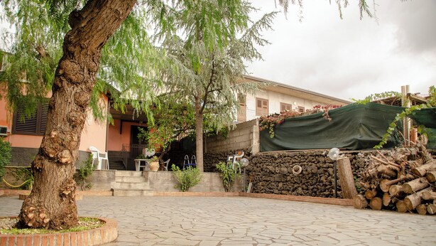 A courtyard with a stone floor, a tree, a building with a stone wall, and a pile of logs.
