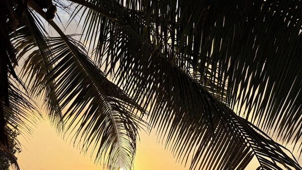 A beach scene with palm trees, a sandy shore, and the ocean.