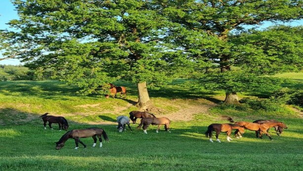 A group of horses grazing in a grassy field with trees in the background.