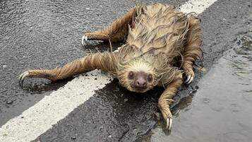 Un animal mojado tendido sobre un camino húmedo.