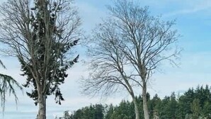 Un espace extérieur verdoyant, avec des arbres et une vue sur une étendue d’eau en arrière-plan.
