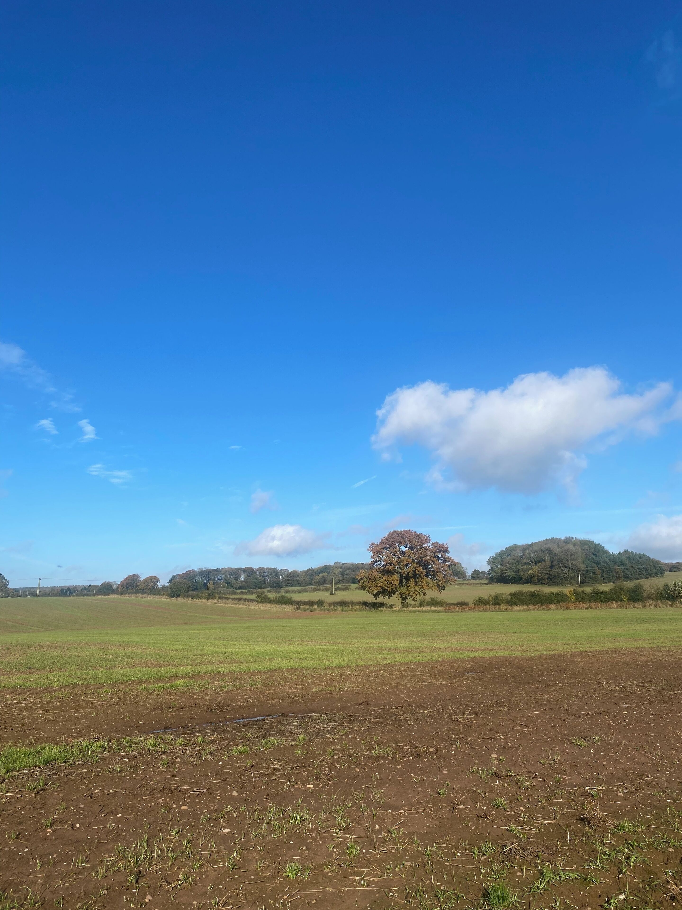 Paisaje rural con un vasto campo, un árbol destacado y colinas lejanas bajo un cielo azul despejado.