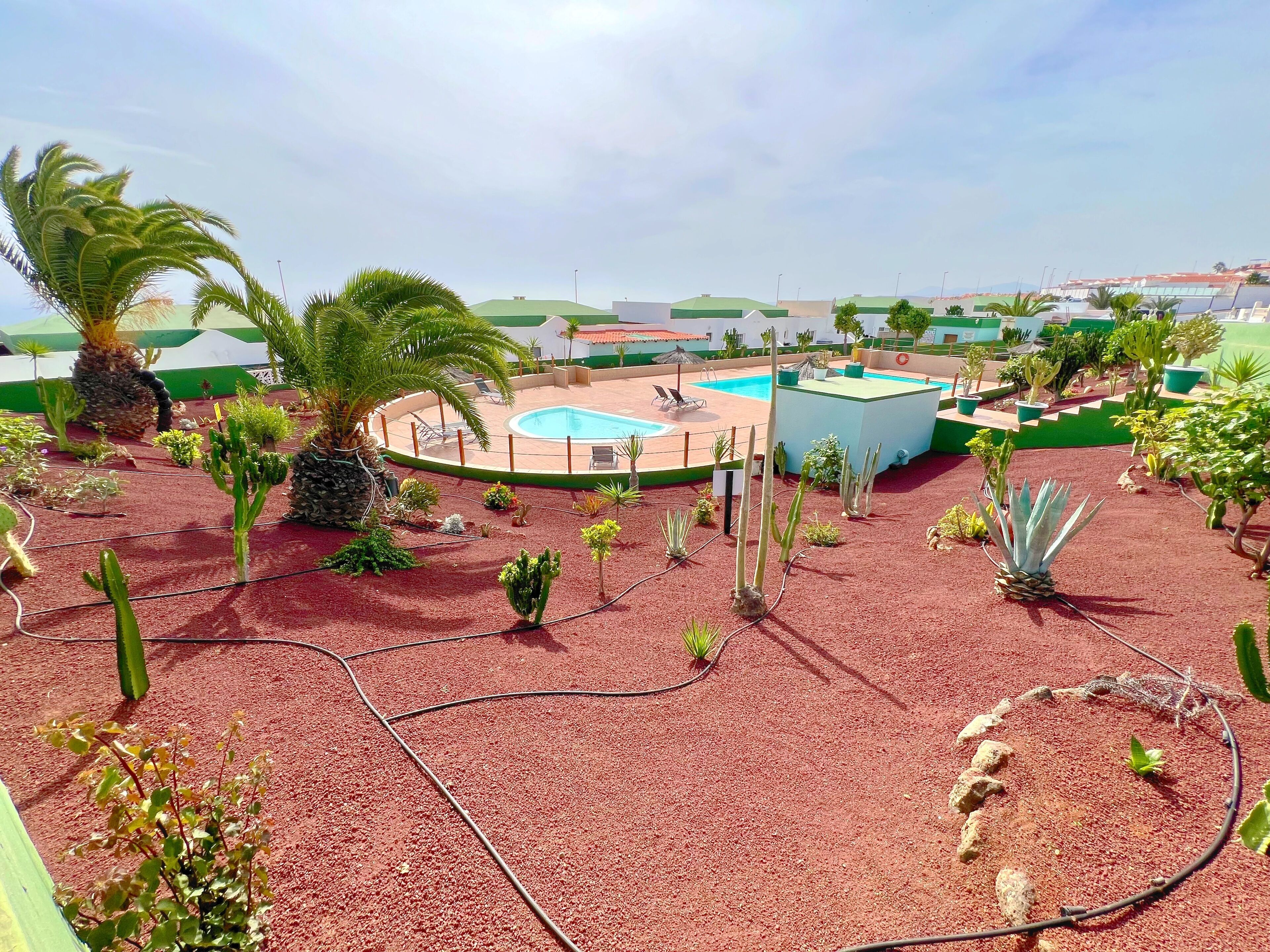 A pool area with a circular pool, surrounded by palm trees and various plants.