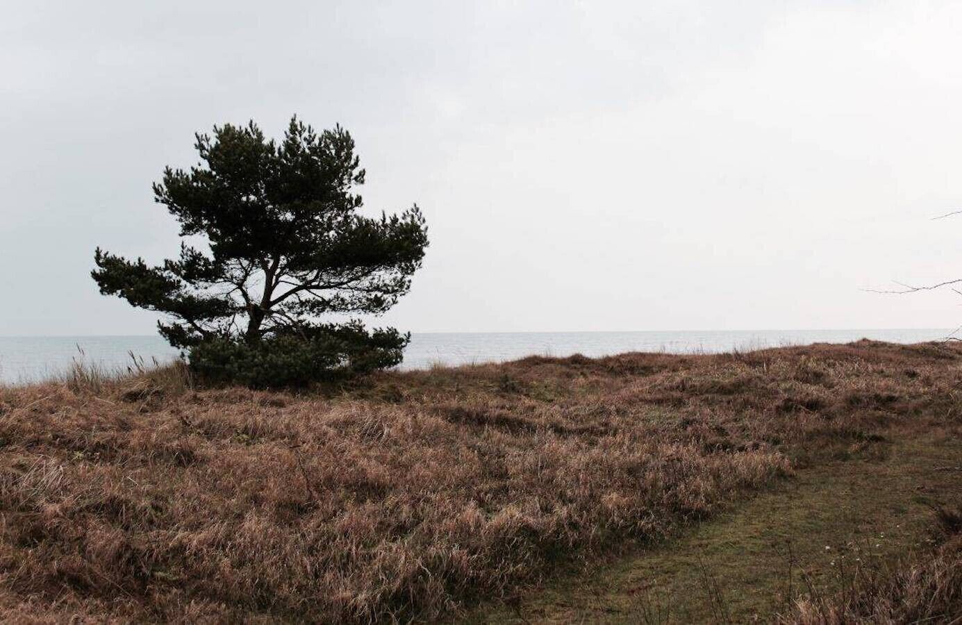 A solitary tree in a grassy field with a view of the sea in the background.