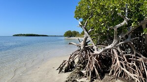 A beach with clear water, a tree with exposed roots, and a distant island. - Seas the Keys Getaway with plunge pool/spa (Marathon)