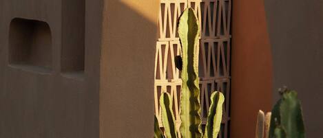 A cactus garden with a geometric wall and an arched doorway.