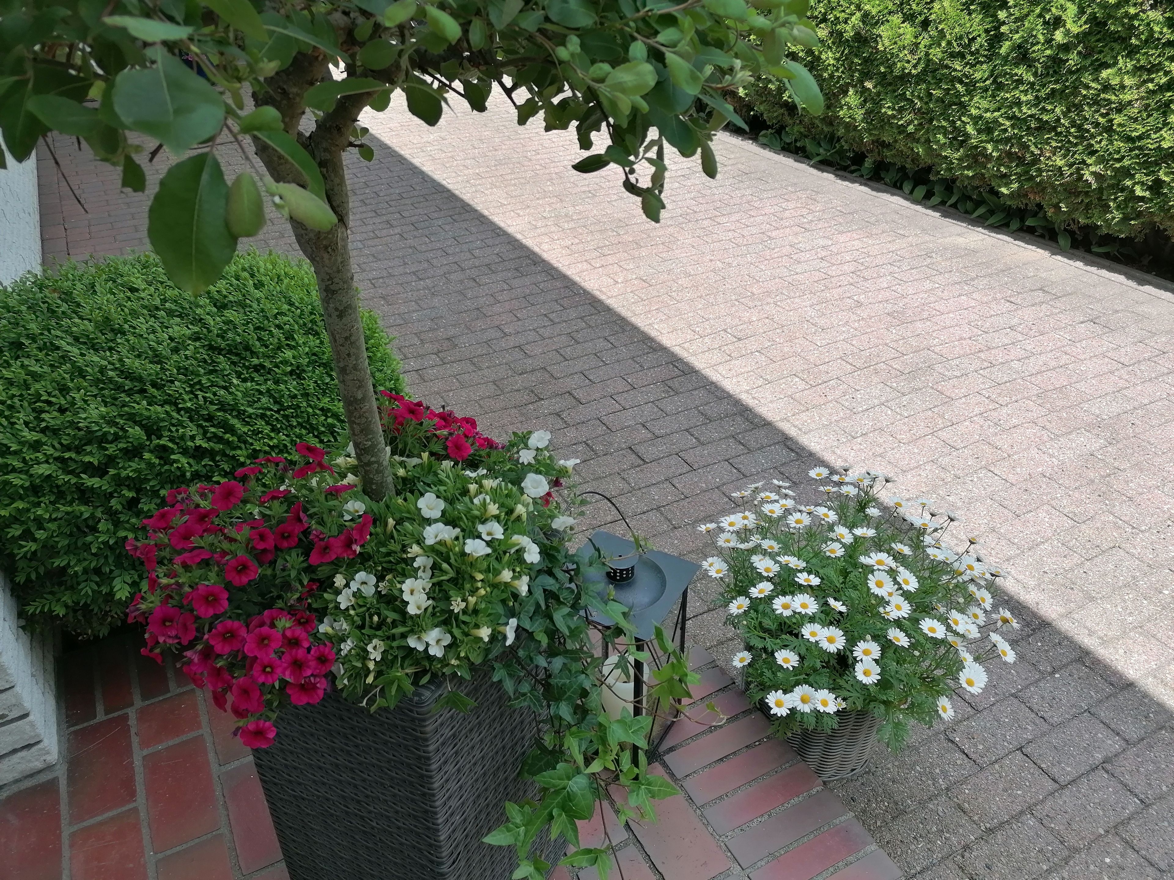 Ein gepflasterter Weg mit Blumenbeeten, die rote und weiße Blumen, einen Baum und einen Heckenstreifen zeigen.