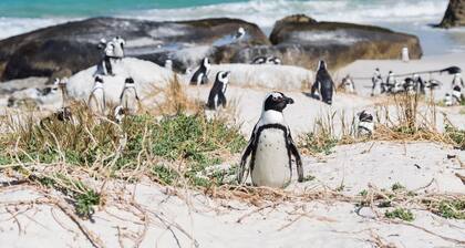 Rocky Beach Self Catering Home Simon's Town. Panoramic sea views of False Bay.