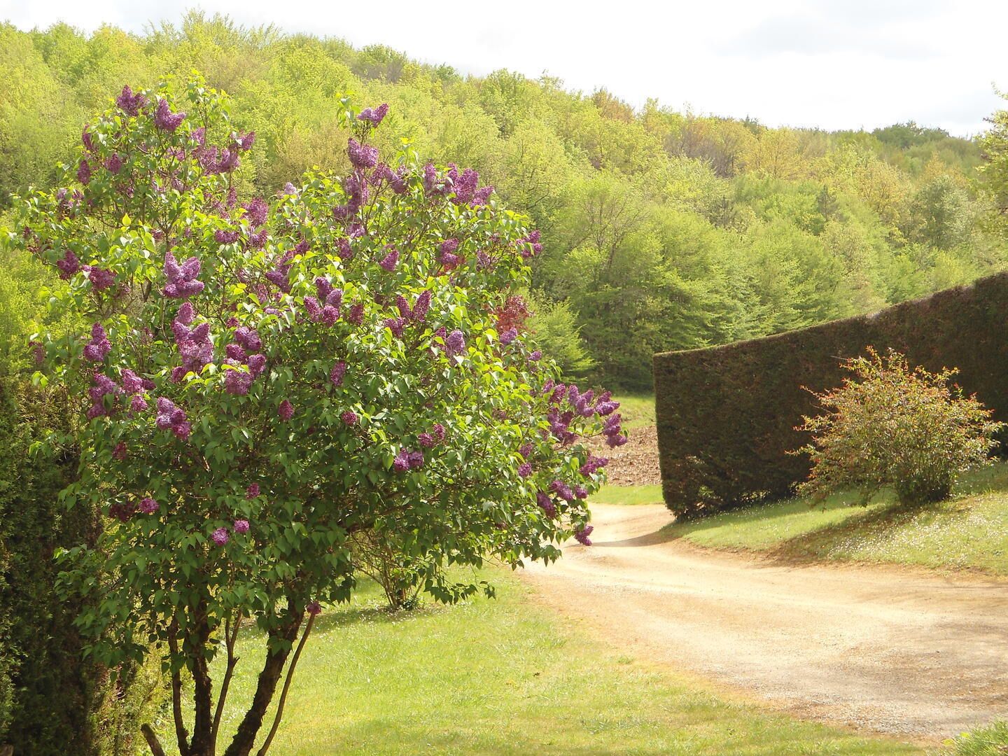 A rural landscape with a dirt path, lush greenery, and a tree with purple flowers.