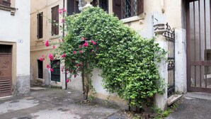 A narrow street with a building featuring a large bush with pink flowers, a metal gate, and a number '8' sign.