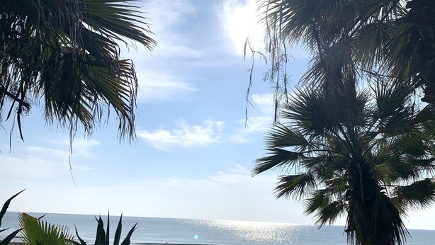 Ein Strand mit Palmen und blauem Himmel.