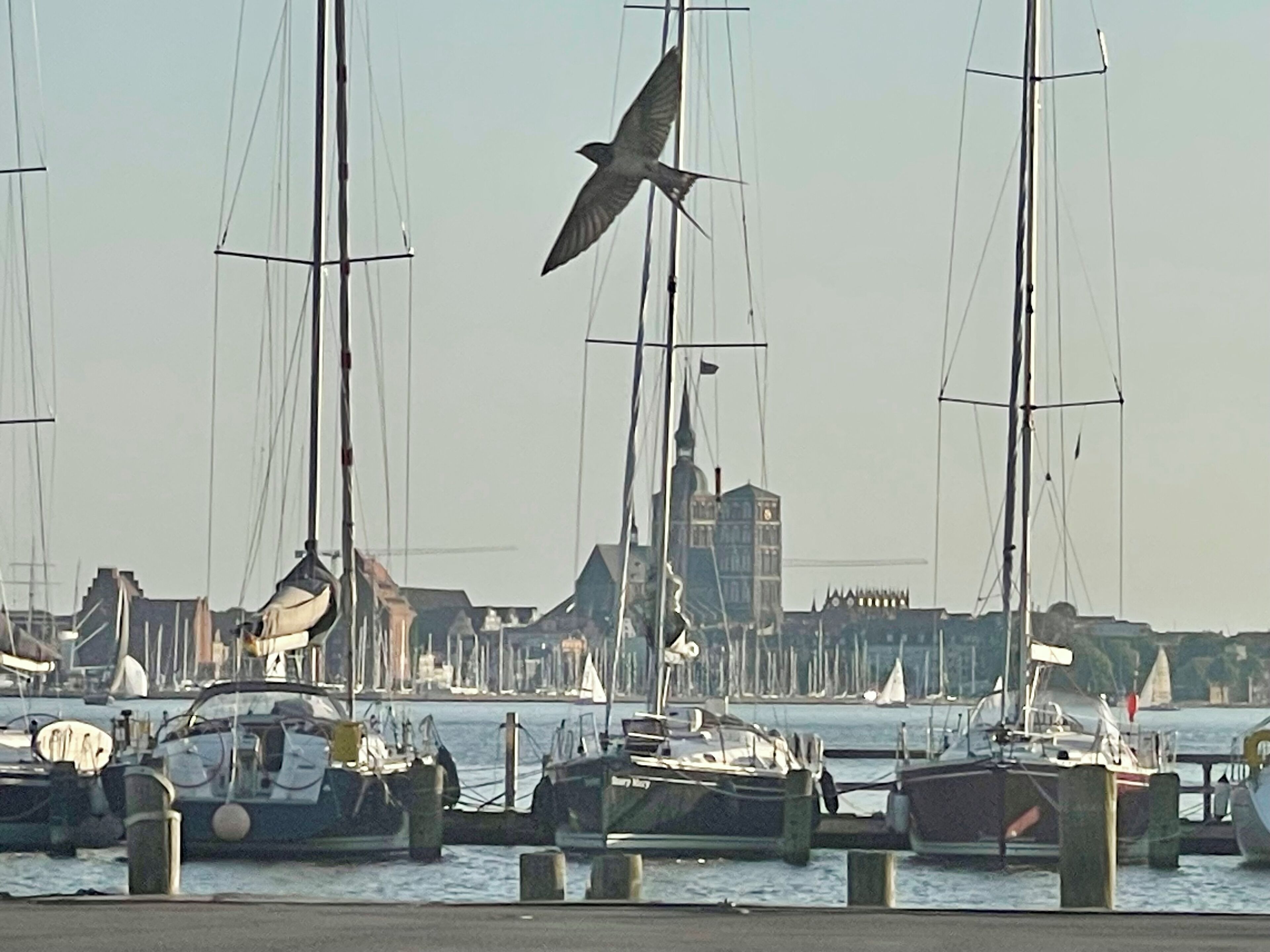 A marina with several sailboats docked.