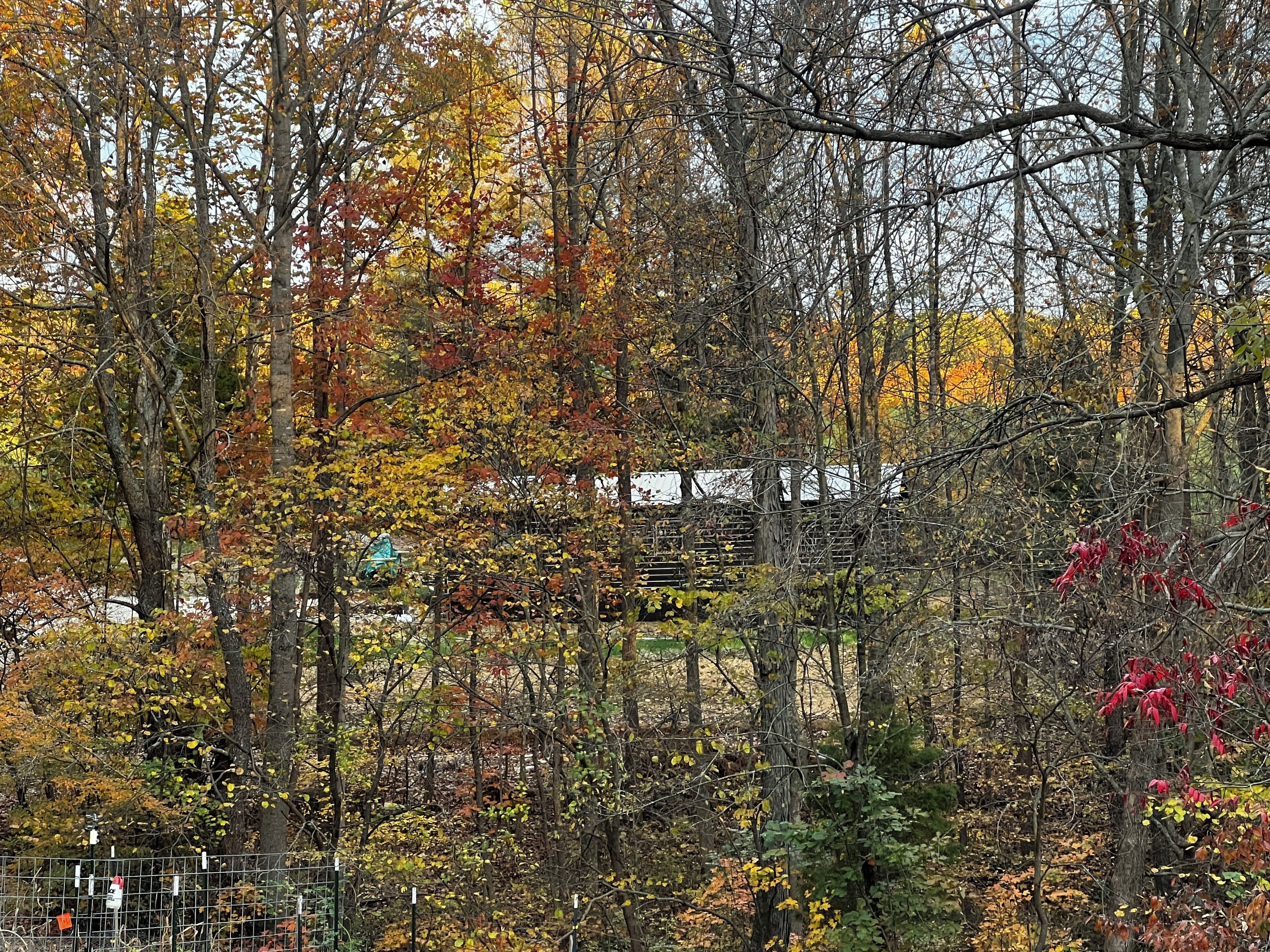 A dense forest with autumn foliage, a metal fence, and a building in the background.