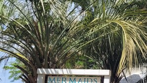Een bord met de tekst 'Mermaids on the Water' onder een palmboom.