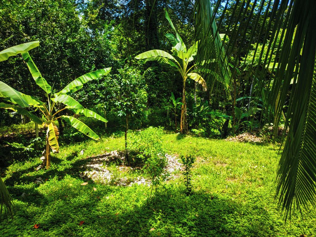 Un exuberante jardín verde con palmeras de plátano y follaje denso.
