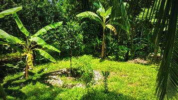 Un exuberante jardín verde con palmeras de plátano y follaje denso.