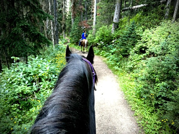 A horse's perspective down a forest path.
