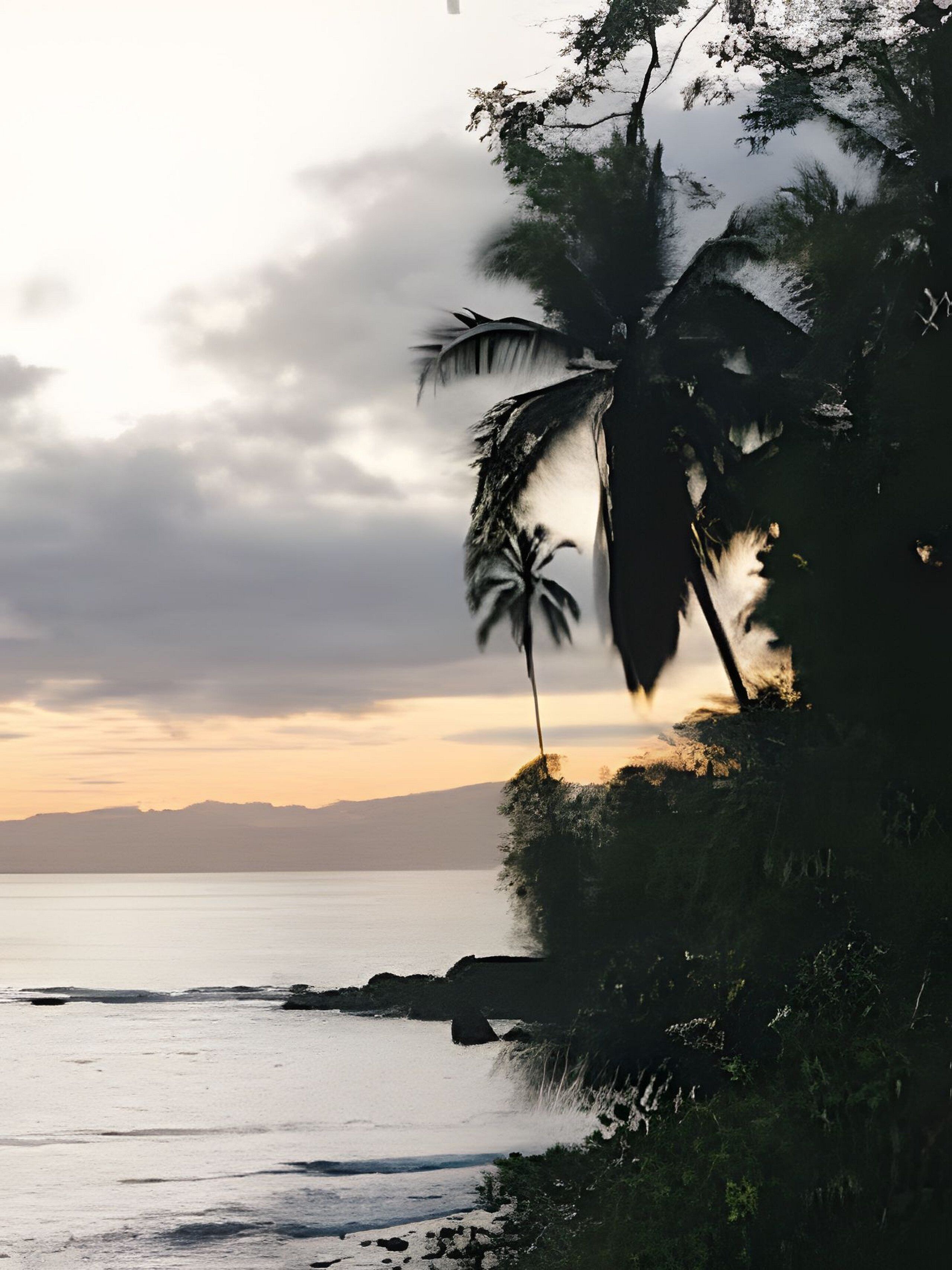 A coastal landscape with a palm tree and a view of the sea.