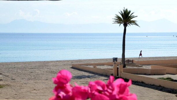 A beach with a palm tree, a person walking, and a bench.