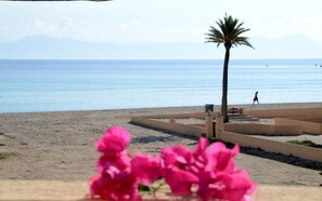 A beach with a palm tree, a person walking, and a bench.